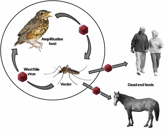 Diagram of the West Nile Virus life cycle