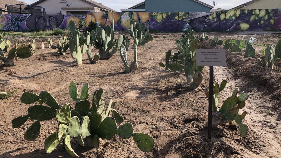 Urban farm growing prickly pear cacti