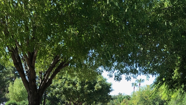 Tree in 19 North neighborhood in Phoenix