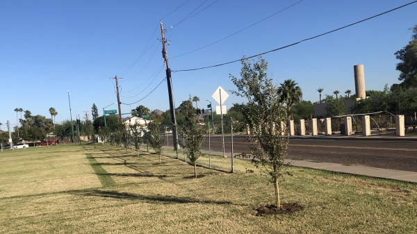 Trees planted by Litwin's team in Phoenix's 19 North neighborhood
