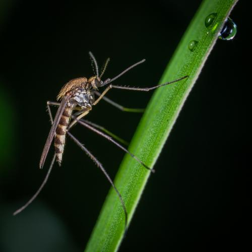 A mosquito on a green stem