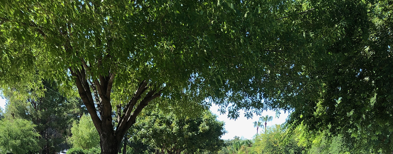 Prioritizing tree corridors to improve wellbeing