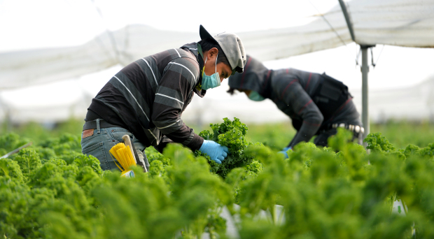 Assessing Phoenix farmers’ vulnerabilities to shocks and stresses