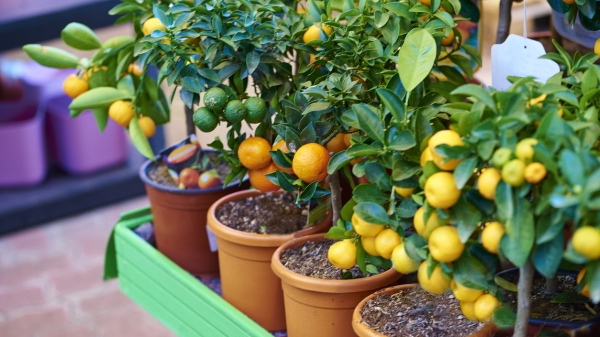 fruit tree