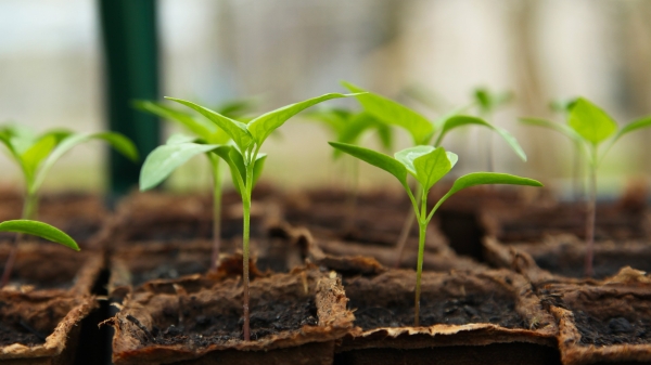 Seedlings