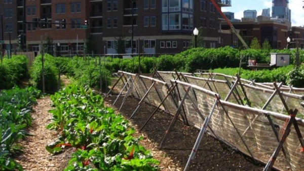 Phoenix Urban Farm