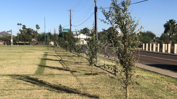 Trees planted by Litwin's team in Phoenix's 19 North neighborhood
