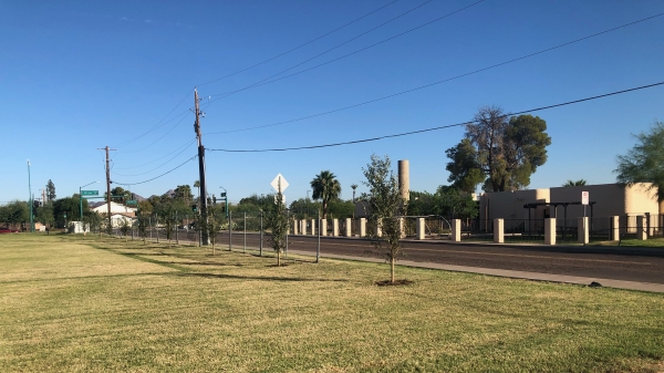 Trees planted by Litwin's team in Phoenix's 19 North neighborhood
