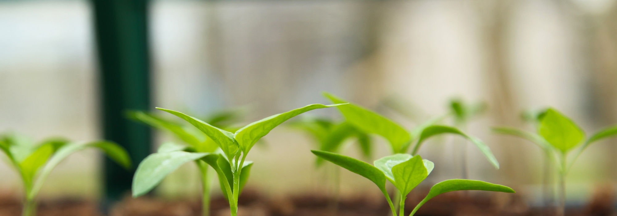 How much food can be produced in urban areas?