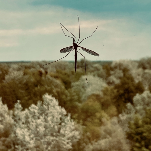 A mosquito on a window